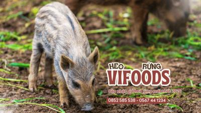 Cập Nhật Giá Heo Rừng Mới Nhất 2026: Biến Động Thị Trường Tháng 5