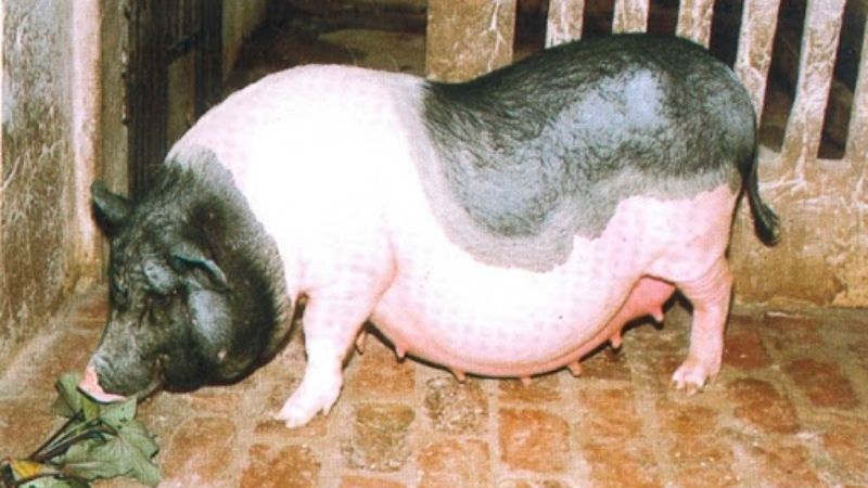 Lợn Móng Cái